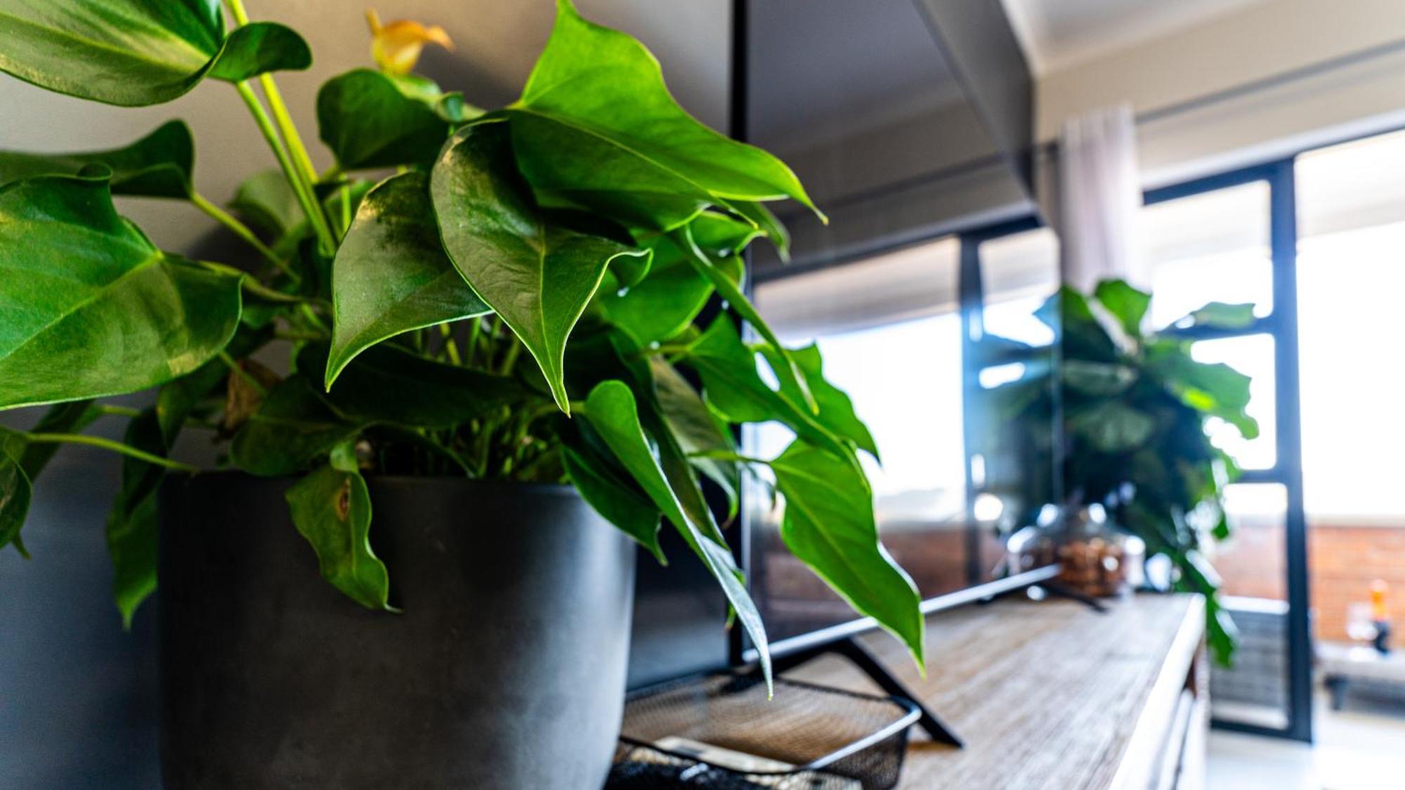 Apartamento Stylish Hills Oasis *